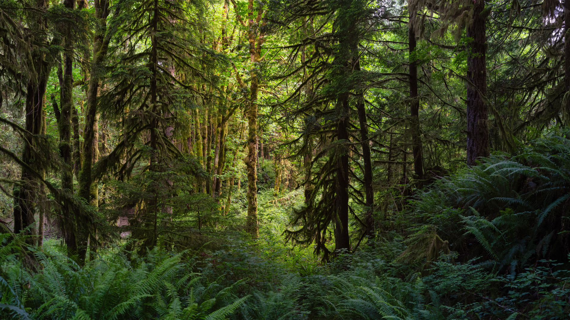 outdoor green forest