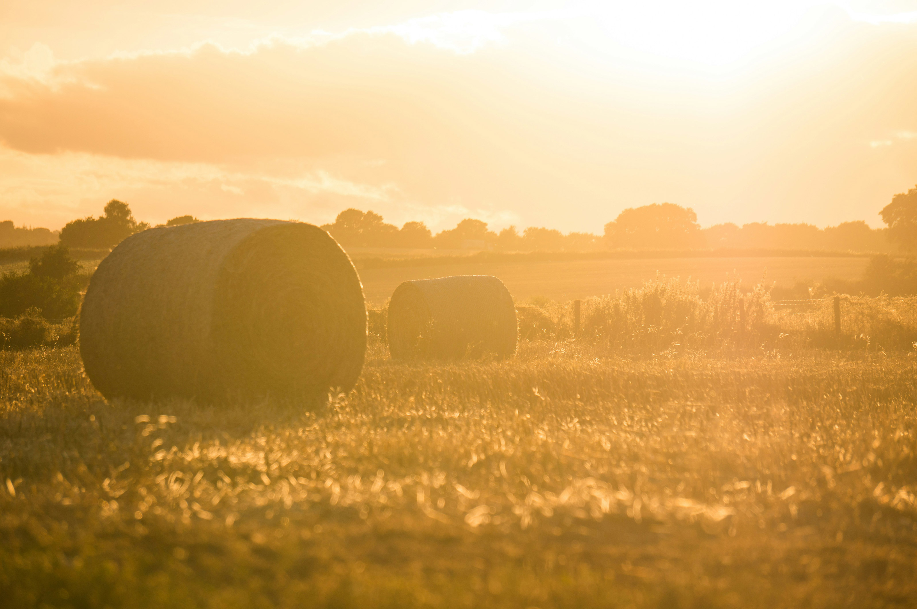 farm_field